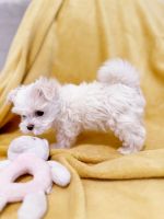 Maltese Puppies for sale in Charlotte, North Carolina. price: $2,350