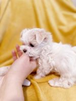 Maltese Puppies for sale in Charlotte, North Carolina. price: $2,250