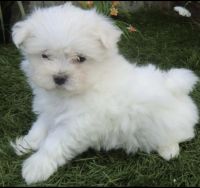 Maltese Puppies for sale in Herndon, Virginia. price: $1,500