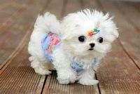 Maltese Puppies for sale in Huntington, West Virginia. price: $400