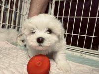 Maltese Puppies for sale in Benton Harbor, MI, USA. price: $3,000