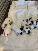 Maltese Puppies for sale in Ocala, Florida. price: $600