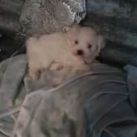 Maltese Puppies for sale in Westminster, Western Australia. price: $2,500