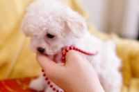 Maltese Puppies for sale in Charlotte, North Carolina. price: $1,850