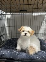 Maltese Puppies for sale in Waukegan, Illinois. price: $500