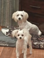 Maltese Puppies for sale in Willmar, Minnesota. price: NA
