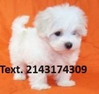 Maltese Puppies for sale in Dallas, Texas. price: $500