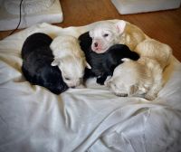 Maltese Puppies for sale in Bakersfield, California. price: $300