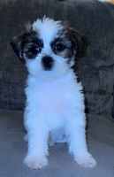 Maltese Puppies for sale in Baltimore, Maryland. price: $900