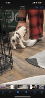Maltese Puppies for sale in Baltimore, Maryland. price: $700