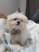 Maltese Puppies for sale in Hollywood, Florida. price: $3,500