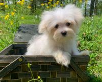 Maltese Puppies for sale in Winslow, Arkansas. price: $700