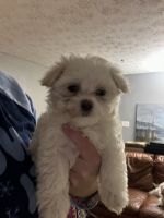 Maltese Puppies for sale in Dover, New Hampshire. price: $2,500