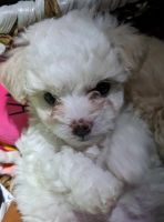 Maltese Puppies for sale in Stevens Point, Wisconsin. price: $750