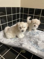 Maltese Puppies for sale in Antelope, California. price: $850