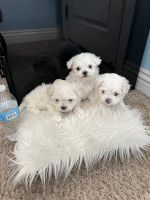 Maltese Puppies for sale in Antelope, California. price: $1,200