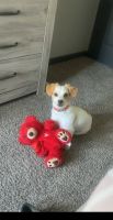 Maltese Puppies for sale in Houston, Texas. price: $400