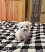 Maltese Puppies for sale in Mineral Wells, WV 26150, USA. price: $600