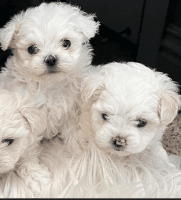 Maltese Puppies for sale in Palmdale, California. price: NA