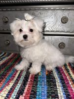Maltese Puppies for sale in Wichita, Kansas. price: $700