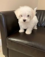 Maltese Puppies for sale in Los Angeles, California. price: $550