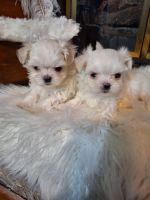 Maltese Puppies for sale in Calhoun, GA, USA. price: $1,800