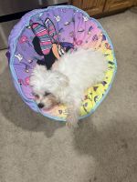 Maltese Puppies for sale in Waterbury, Connecticut. price: $2,000