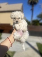 Maltese Puppies for sale in Los Angeles, California. price: $2,000