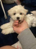 Maltese Puppies for sale in Brentwood, New York. price: $1,000