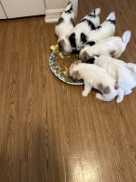 Maltese Puppies for sale in Ocala, Florida. price: $600