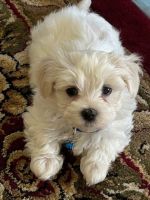 Maltese Puppies for sale in Riverside, California. price: $1,500