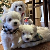 Maltese Puppies for sale in Pennsauken, New Jersey. price: NA