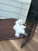 Maltese Puppies for sale in Grand Prairie, Texas. price: $1,000