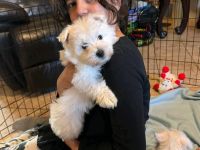Maltese Puppies for sale in Los Angeles, California. price: $359