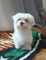 Maltese Puppies for sale in Grand Prairie, Texas. price: $850