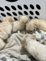 Maltese Puppies for sale in Zebulon, North Carolina. price: $400