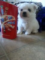 Maltese Puppies for sale in Powell Rd, Lolo, ID 59847, USA. price: $350