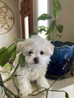 Maltese Puppies for sale in California City, California. price: $1,100