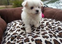 Maltese Puppies for sale in Manchester, NH, USA. price: NA