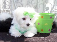 Maltese Puppies for sale in Chicago, IL, USA. price: $250