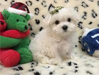 Maltese Puppies for sale in Springfield, MO, USA. price: NA