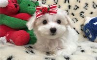 Maltese Puppies for sale in Gilbert, AZ, USA. price: $350