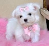 Maltese Puppies for sale in Honolulu, HI, USA. price: NA