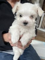 Maltese Puppies for sale in Westfield, IN, USA. price: $750