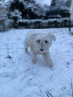 Maltese Puppies for sale in Zürich, Switzerland. price: 1,500 CHF