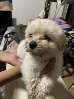 Maltese Puppies for sale in Talisay, Cebu, Philippines. price: 4,500 PHP
