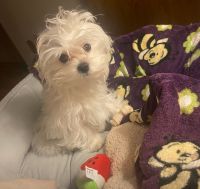 Maltese Puppies for sale in Lake Arrowhead, CA, USA. price: $800