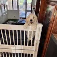 Maltese Puppies for sale in Mount Barker SA 5251, Australia. price: $1,800