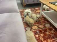 Maltese Puppies for sale in Truganina VIC 3029, Australia. price: $1,500