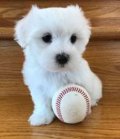 Maltese Puppies for sale in Jacksonville, FL, USA. price: $600